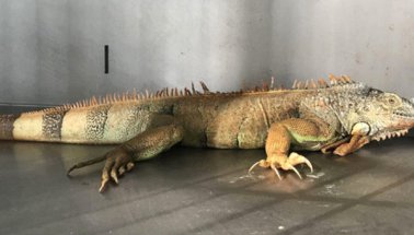 Muğla'da Sokak ortasında İguana bulundu!