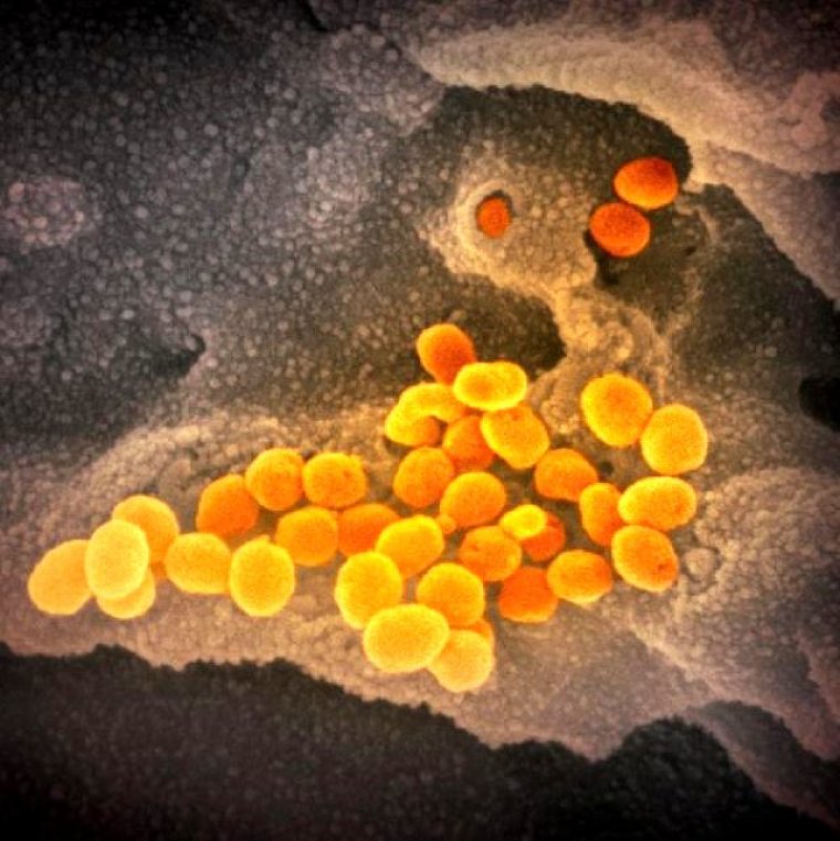 Koronavirüs ilk kez fotoğraflandı