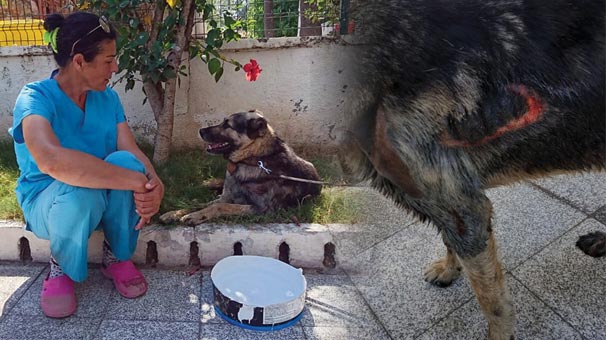 Muğla'da köpeği araca bağlayıp sürükleyen vahşi, Türkan Dağdelen
